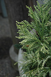 Knaptonensis Japanese Cedar (Cryptomeria japonica 'Knaptonensis') at GardenWorks