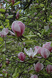 Rustica Rubra Magnolia (Magnolia x soulangeana 'Rustica Rubra') at GardenWorks