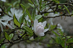 Pink Star Magnolia (Magnolia stellata 'Rosea') at GardenWorks