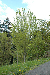 Snakebark Maple (Acer tegmentosum) at GardenWorks