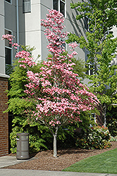 Cherokee Brave Flowering Dogwood (Cornus florida 'Cherokee Brave') at GardenWorks