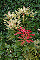 Forest Flame Japanese Pieris (Pieris japonica 'Forest Flame') at GardenWorks