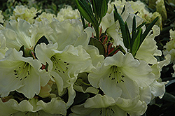 Odee Wright Rhododendron (Rhododendron 'Odee Wright') at GardenWorks