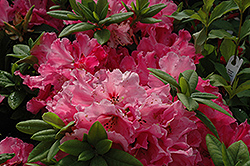 Hallelujah Rhododendron (Rhododendron 'Hallelujah') at GardenWorks