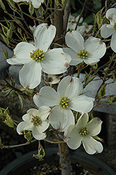 Cherokee Daybreak Flowering Dogwood (Cornus florida 'Cherokee Daybreak') at GardenWorks