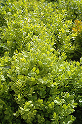 Dwarf English Boxwood (Buxus sempervirens 'Suffruticosa') at GardenWorks
