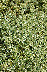 Variegated Boxwood (Buxus sempervirens 'Elegantissima') at GardenWorks
