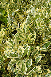 Silver King Euonymus (Euonymus japonicus 'Silver King') at GardenWorks