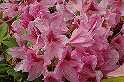 Cosmopolitan Rhododendron (Rhododendron 'Cosmopolitan') at GardenWorks