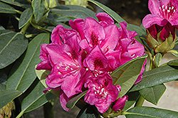 Wojnar's Purple Rhododendron (Rhododendron 'Wojnar's Purple') at GardenWorks