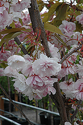 Shirofugen Flowering Cherry (Prunus serrulata 'Shirofugen') at GardenWorks