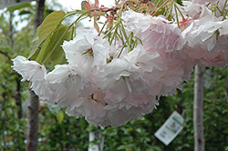Shogetsu Flowering Cherry (Prunus serrulata 'Shogetsu') at GardenWorks
