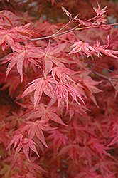 Suminagashi Japanese Maple (Acer palmatum 'Suminagashi') at GardenWorks
