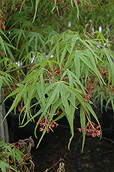 Ao Shime No Uchi Japanese Maple (Acer palmatum 'Ao Shime No Uchi') at GardenWorks