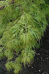 Seiryu Japanese Maple (Acer palmatum 'Seiryu') at GardenWorks