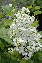 Mme. Lemoine Lilac (Syringa vulgaris 'Mme. Lemoine') at GardenWorks