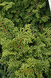 Koster's Falsecypress (Chamaecyparis obtusa 'Kosteri') at GardenWorks