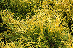 Golden Mop Falsecypress (Chamaecyparis pisifera 'Golden Mop') at GardenWorks