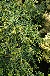 Torulosa Dwarf Hinoki Falsecypress (Chamaecyparis obtusa 'Torulosa') at GardenWorks