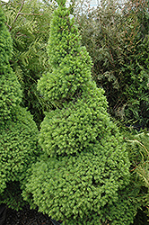 Dwarf Alberta Spruce (Picea glauca 'Conica (spiral)') at GardenWorks