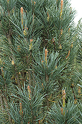 Scotch Sentinel Pine (Pinus sylvestris 'Fastigiata') at GardenWorks