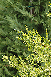 Castlewellan Leyland Cypress (Cupressocyparis x leylandii 'Castlewellan') at GardenWorks