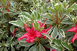 Girard's Variegated Gem Azalea (Rhododendron 'Girard's Variegated Gem') at GardenWorks