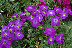 Axcent Violet With Eye Rock Cress (Aubrieta 'Axcent Violet With Eye') at GardenWorks