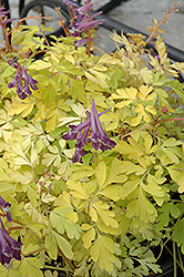 Berry Exciting Corydalis (Corydalis 'Berry Exciting') at GardenWorks