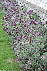 Otto Quast Spanish Lavender (Lavandula stoechas 'Otto Quast') at GardenWorks