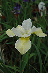 Butter And Sugar Siberian Iris (Iris sibirica 'Butter And Sugar') at GardenWorks