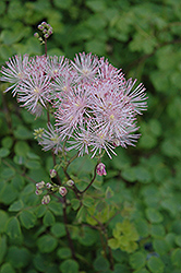 Meadow Rue (Thalictrum aquilegiifolium) at GardenWorks