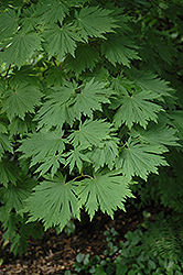 Attaryi Fullmoon Maple (Acer japonicum 'Attaryi') at GardenWorks