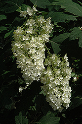 Snowflake Hydrangea (Hydrangea quercifolia 'Snowflake') at GardenWorks