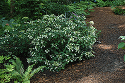 Hayes Starburst Hydrangea (Hydrangea arborescens 'Hayes Starburst') at GardenWorks