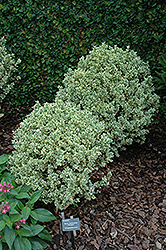 Variegated Boxwood (Buxus sempervirens 'Variegata') at GardenWorks