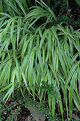 White Striped Hakone Grass (Hakonechloa macra 'Albo Striata') at GardenWorks