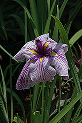 Japanese Water Iris (Iris ensata) at GardenWorks