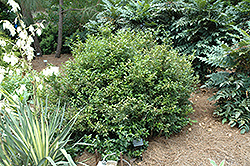 Fragrant Sweet Box (Sarcococca ruscifolia) at GardenWorks