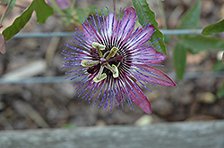 Jeanette Passion Flower (Passiflora 'Jeanette') at GardenWorks