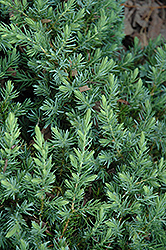 Blue Pacific Shore Juniper (Juniperus conferta 'Blue Pacific') at GardenWorks