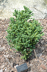 Pygmaea Japanese Cedar (Cryptomeria japonica 'Pygmaea') at GardenWorks