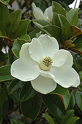 Bracken's Brown Beauty Magnolia (Magnolia grandiflora 'Bracken's Brown Beauty') at GardenWorks