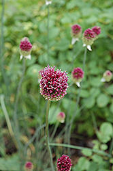 Drumstick Allium (Allium sphaerocephalon) at GardenWorks