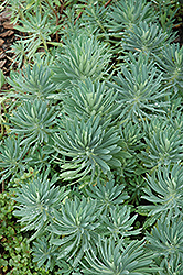 Mediterranean Spurge (Euphorbia characias) at GardenWorks