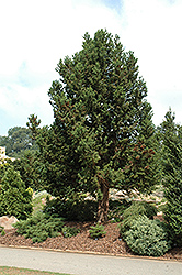 Jindai Sugi Japanese Cedar (Cryptomeria japonica 'Jindai Sugi') at GardenWorks