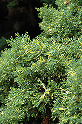 Saffron Spray Hinoki Falsecypress (Chamaecyparis obtusa 'Saffron Spray') at GardenWorks