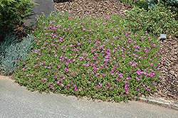 Purple Ice Plant (Delosperma cooperi) at GardenWorks