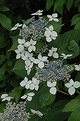 Lanarth White Hydrangea (Hydrangea macrophylla 'Lanarth White') at GardenWorks