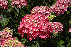 Forever Pink Hydrangea (Hydrangea macrophylla 'Forever Pink') at GardenWorks